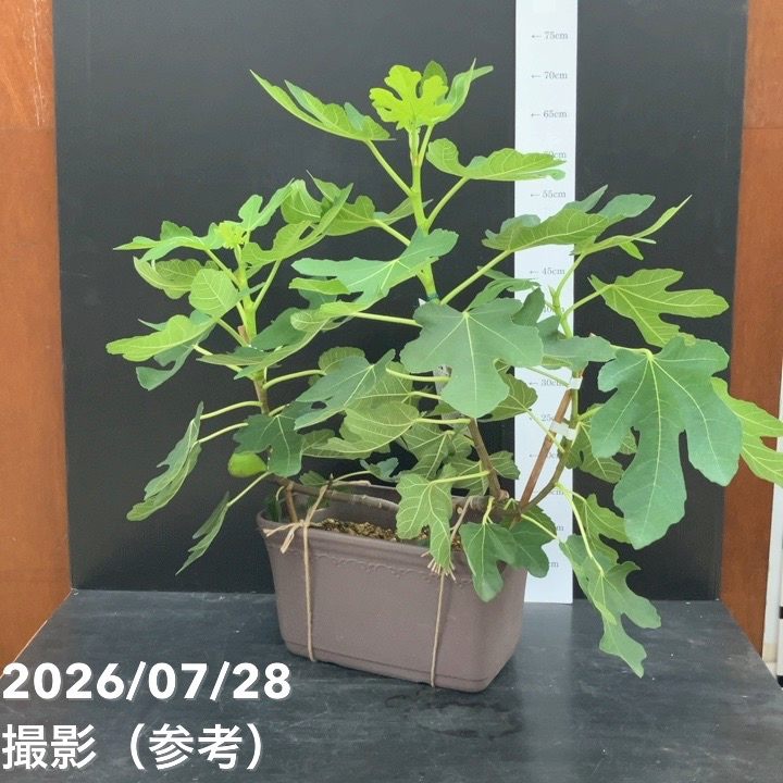 充実株 イシヅキ農園さん イチジク ドーフィン 一文字仕立てプランター