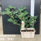 サンスベリア 6号 マフィンガ｜観葉02-D2 | 観葉・多肉,サンセベリア