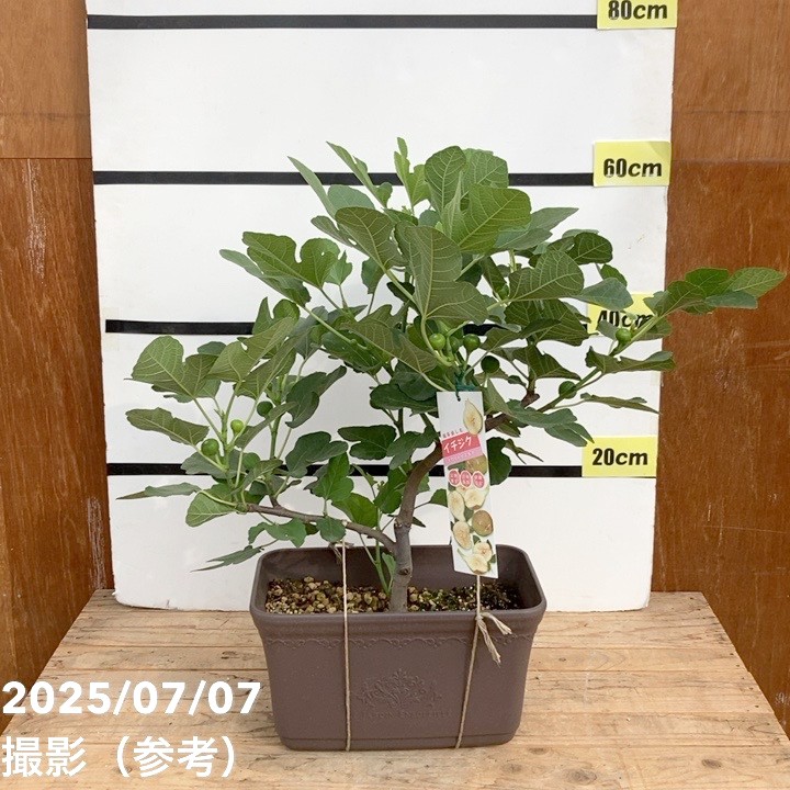 ＜実付き＞充実株 イシヅキ農園さん イチジク ホワイトイスキア 一文字仕立てプランター 3年生苗｜果樹10-TU