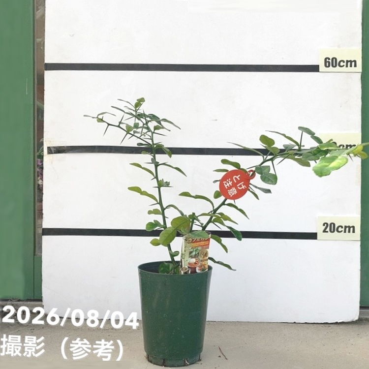 コブミカン（バイマックルー）5号｜果樹10-TU | 果樹,[珍しい果樹