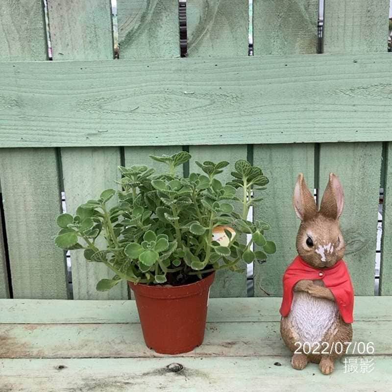 話題のハーブ アロマティカス 4号｜草花04-PA