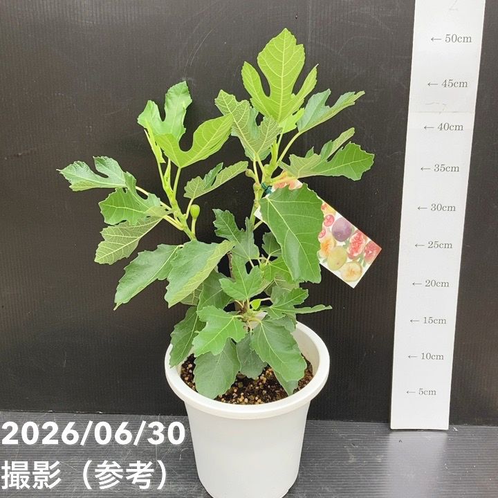 果樹,イチジクの購入なら赤塚植物園オンライン 花の音｜花苗