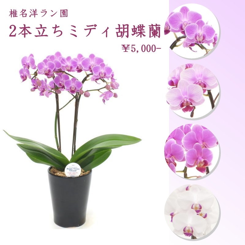 受賞歴多数！椎名洋ラン園のミディ胡蝶蘭 2本立ち ※送料込｜洋蘭10-SI