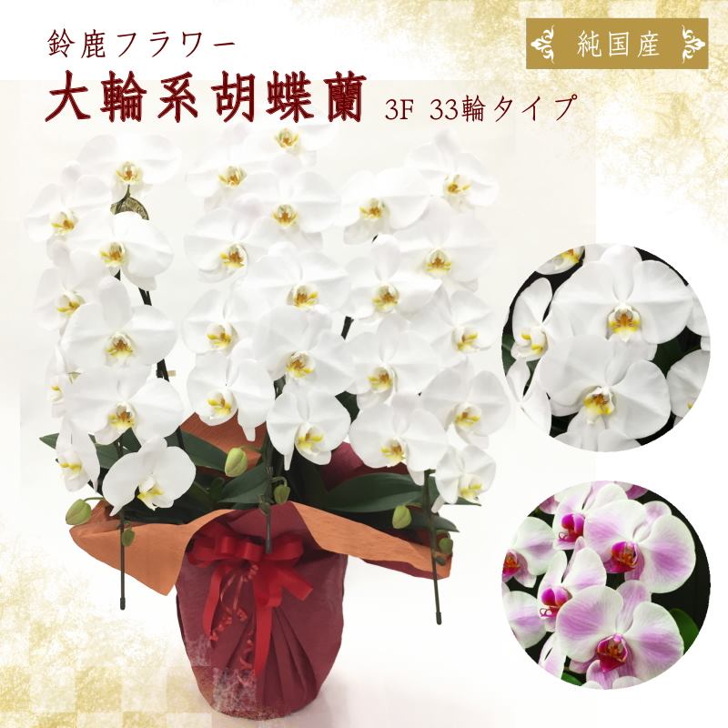 フラワーギフトの最高峰!純国産胡蝶蘭 3本立ち33輪タイプ ※送料込|洋蘭10-SZ
