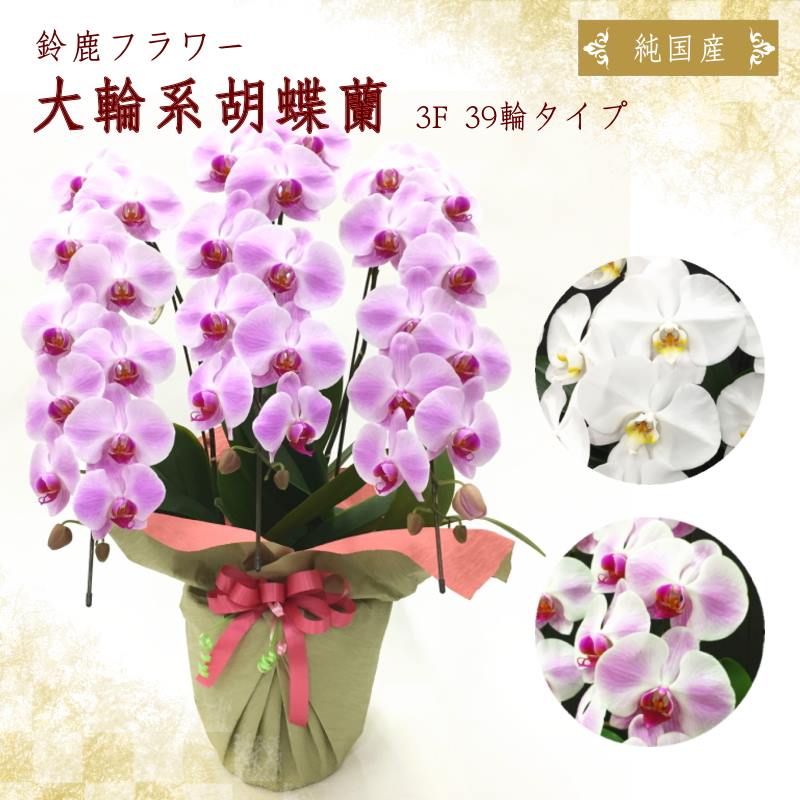 フラワーギフトの最高峰！純国産胡蝶蘭 3本立ち39輪タイプ ※送料込｜洋蘭10-SZ