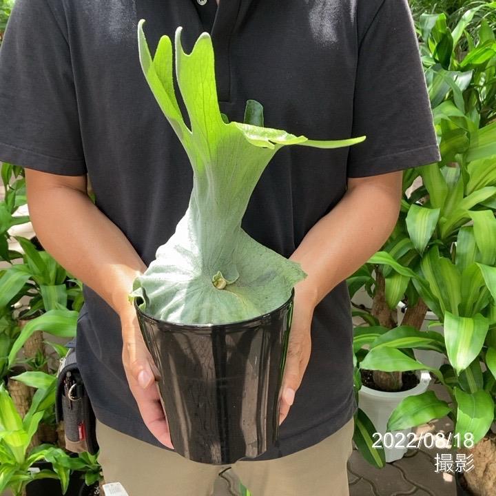 珍しい観葉 珍しい観葉