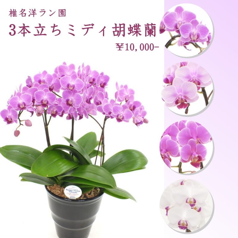 受賞歴多数!椎名洋ラン園のミディ胡蝶蘭 3本立ち ※送料込|洋蘭10-SI