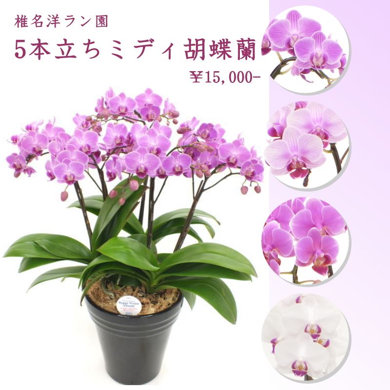 受賞歴多数！椎名洋ラン園のミディ胡蝶蘭 5本立ち ※送料込｜洋蘭10-SI