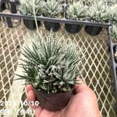 アロエ　ハオルチア　全てセット 極小アロエ！アロエ・ハオルチオイデス 3.5号 2鉢セット｜観葉01-D1