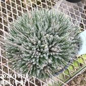 ユッカ 6号 リネアリフォリア（Yucca linearifolia）｜花木01-D1