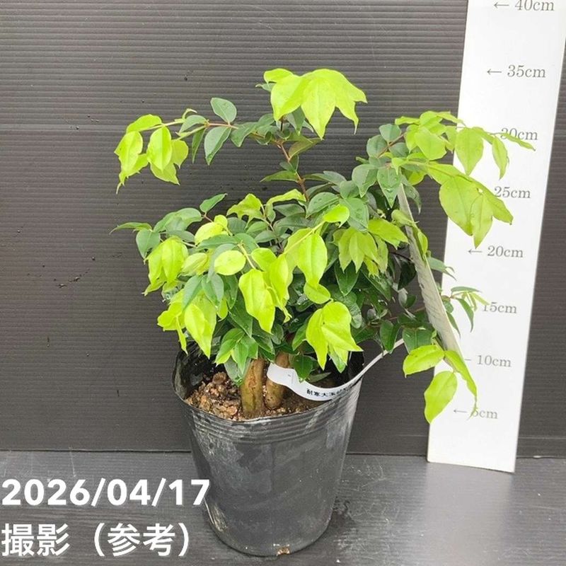 果樹,[珍しい果樹]の購入なら赤塚植物園オンライン 花の音｜花苗
