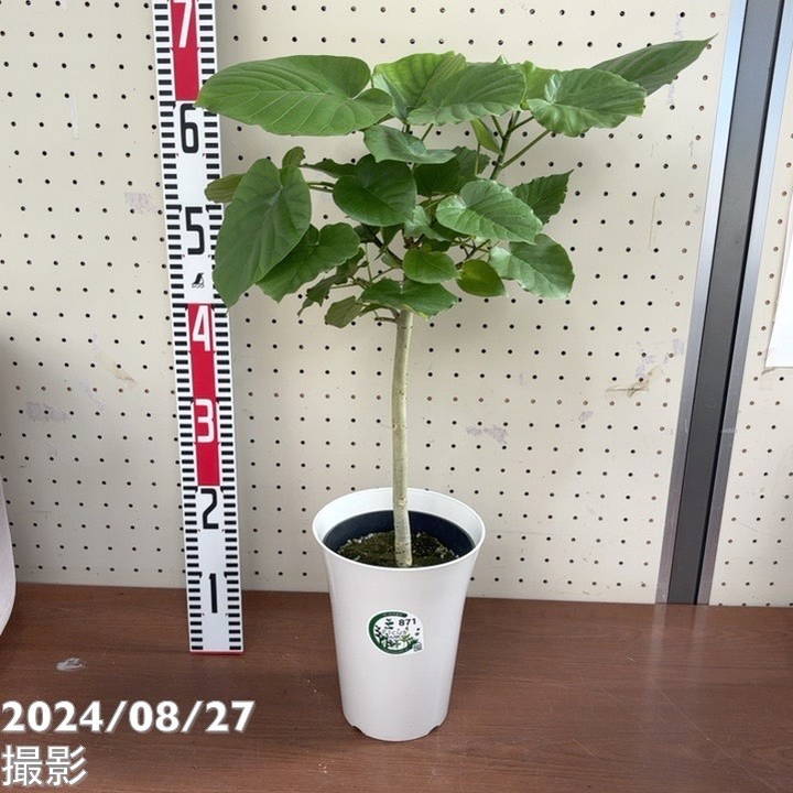 フィカス ウンベラータ 6号|観葉04-PA