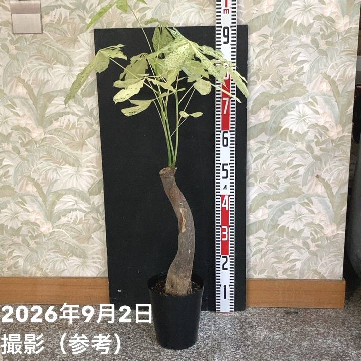 観葉・多肉,パキラの購入なら赤塚植物園オンライン 花の音｜花苗
