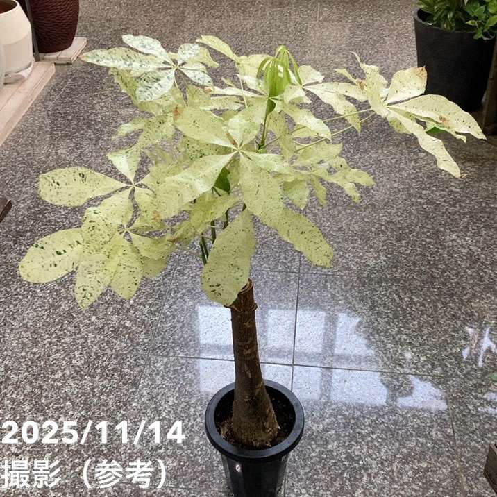 斑入りパキラ ミルキーウェイ 6号｜観葉04-PA