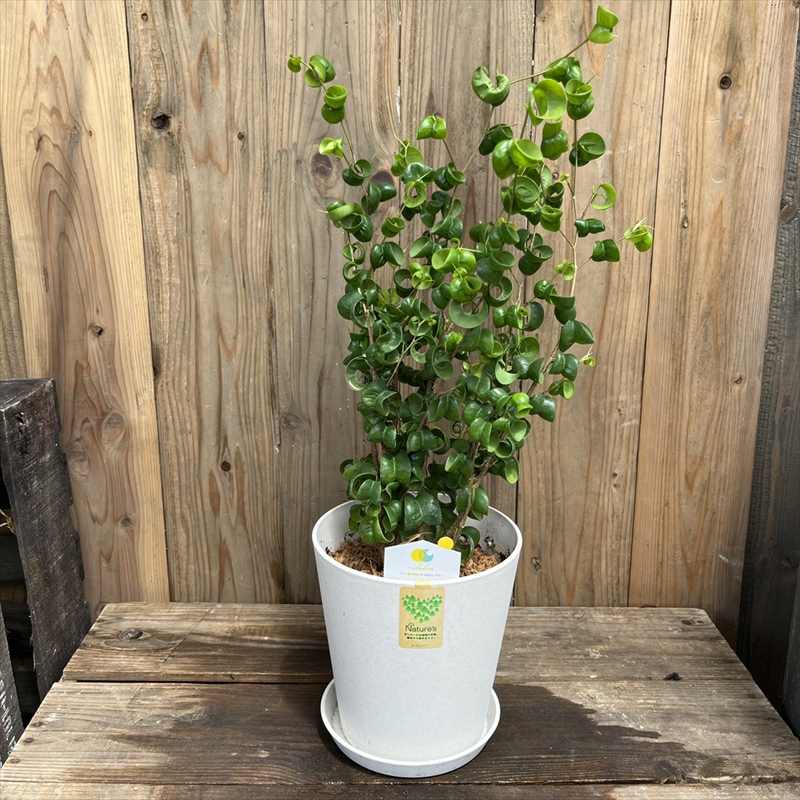 フィカス ベンジャミン バロック 5号 サステナポット（マーブルホワイト）｜観葉04-PA