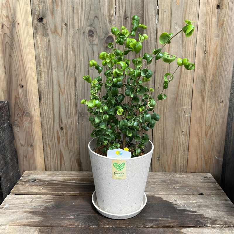 フィカス ベンジャミン バロック 5号 サステナポット（マーブルベージュ）｜観葉04-PA