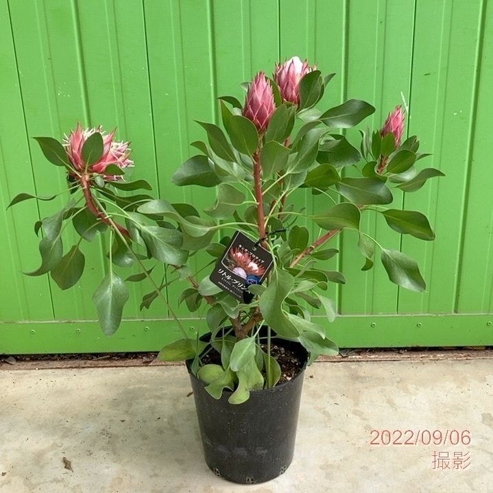 プロテア　リトルプリンス 10号ロング Amazon｜プロテア リトルプリンス プラ鉢入り ネイティブ