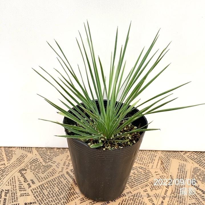 ユッカ 4号 リネアリフォリア（Yucca linearifolia）｜花木01-D1