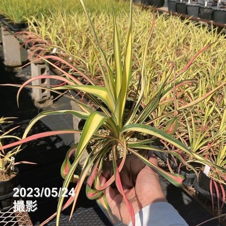 ユッカ 4号 フィラメントーサ カラーガード（Yucca flamentosa Color Guard）｜花木01-D1