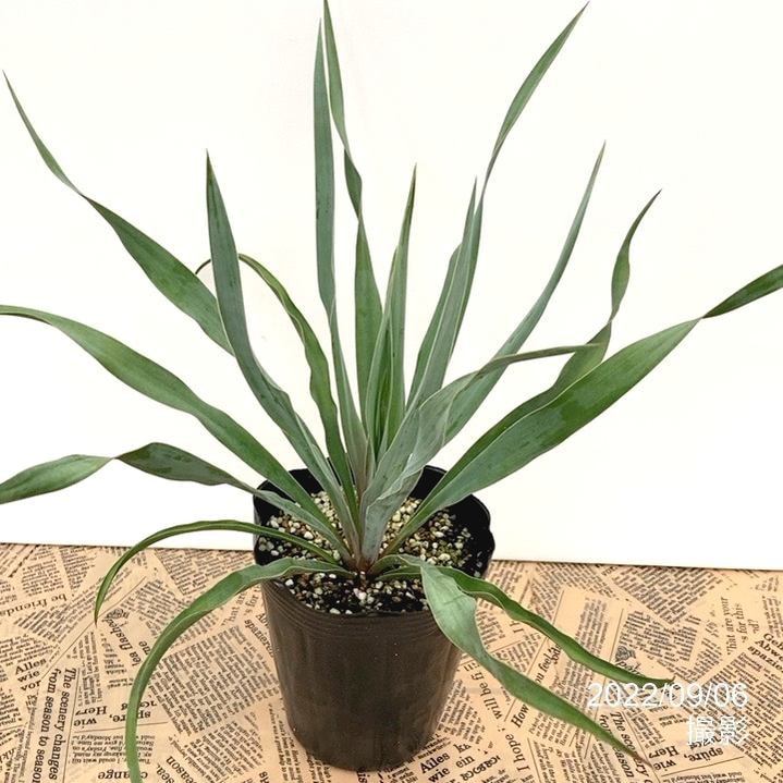 ユッカ 4号 シルバーアニバーサリー（Yucca Silver Anniversary）｜花木01-D1