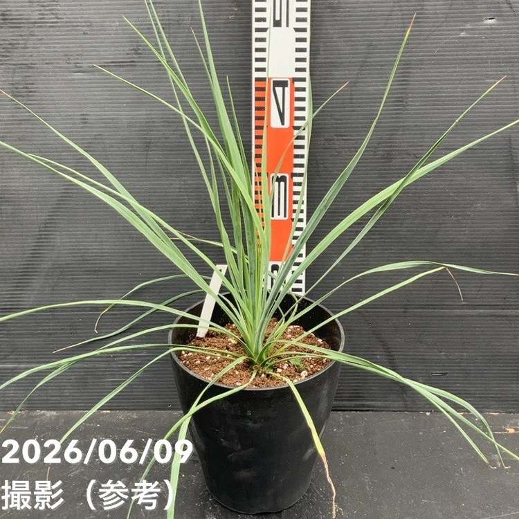 花木・庭木,ユッカの購入なら赤塚植物園オンライン 花の音｜花苗
