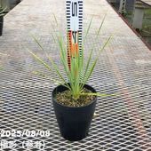 yucca-様ご確認ページ Yucca Black: アコースティックギター｜三木楽器公式通販サイト