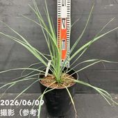 ユッカ 6号 グロリオサ バリエゲイテッド（Yucca gloriosa variegata