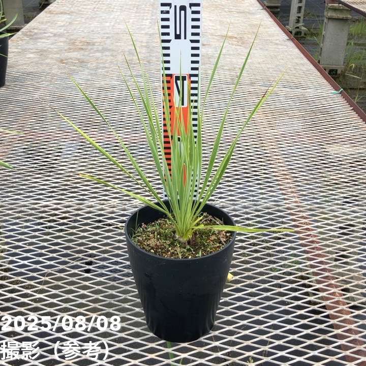 ユッカ 6号 ロストラータ サファイアスカイズ（Yucca rostrata Sapphire Skies）｜花木01-D1