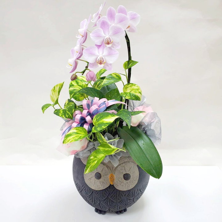 秋ギフト22 ふくろうアレンジ 胡蝶蘭 Pa 特集 秋ギフト22 赤塚植物園オンライン 花の音