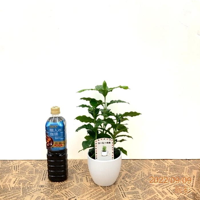 コーヒーの木 4号(3本植え)白陶器鉢|観葉02-D2