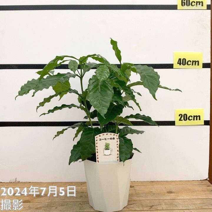 コーヒーの木 5号(3本植え)白プラ ジュエル鉢|観葉02-D2