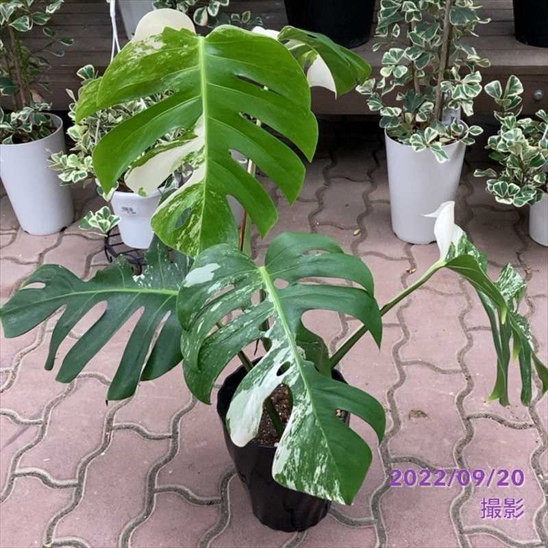 Nwitdkkszzxelm Nwitdkkszzxelm