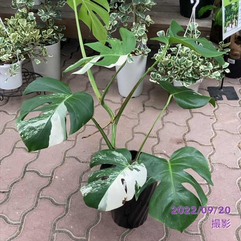 Nwitdkkszzxelm Nwitdkkszzxelm