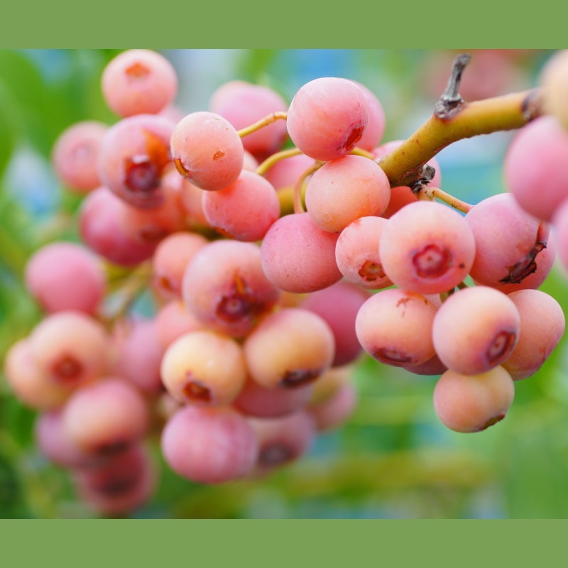 ブルーベリー ラビットアイ系 フロリダローズ 4.5～5号 PVP｜果樹10-TU