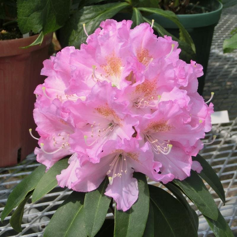 シャクナゲ スーパーローディー 5号 ビューティーエンプレス｜花木01-D1