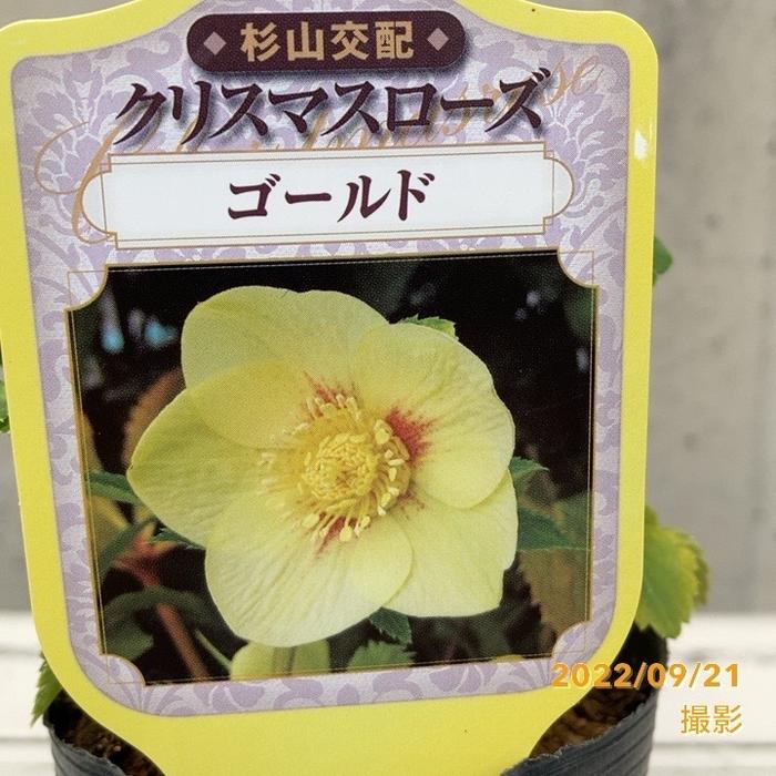 クリスマスローズ ニゲルマリアクリスマスローズ苗 ニゲル 花壇 花木 植木 庭木 カラーリーフ 多花性 生垣 キンボウゲ ヘレボルス マリア 生け垣