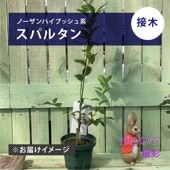 ブルーベリー ノーザンハイブッシュ系 コリンズ（接木苗）5号