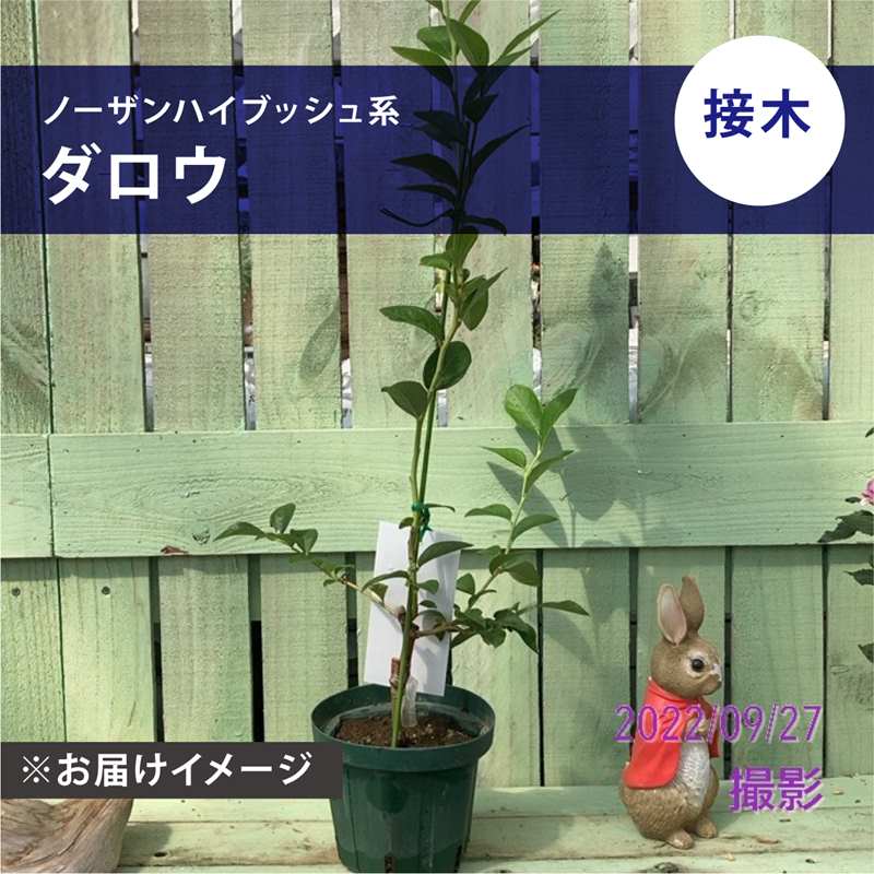 ブルーベリー ノーザンハイブッシュ系 ダロウ（接木苗）5号｜果樹04-PA