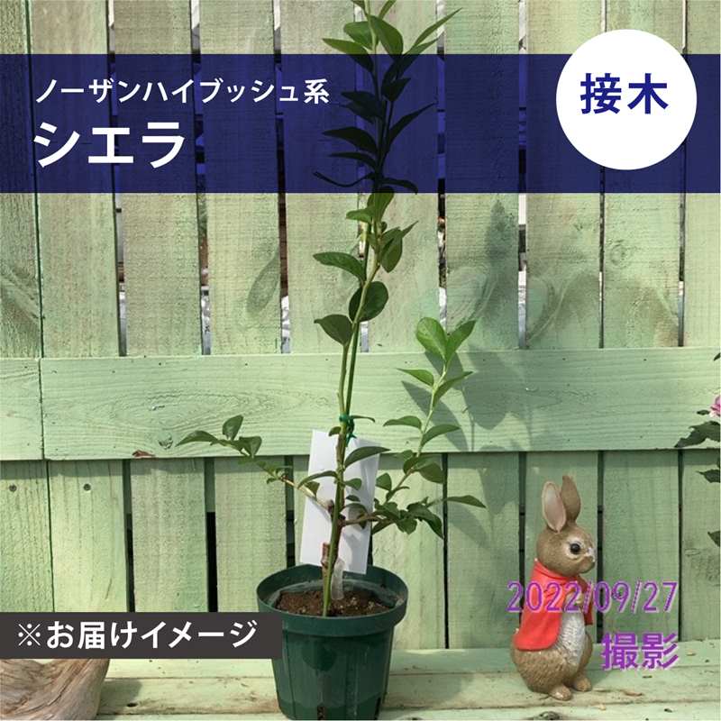 ブルーベリー ノーザンハイブッシュ系 シエラ（接木苗）4.5～5号｜果樹