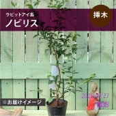 三角葉アカシア 5号｜花木04-PA | 花木・庭木,[記念樹・シンボル