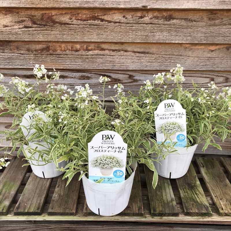 Pw スーパーアリッサム フロスティーナイト 3 5号大株 3株セット Pa 草花 多年草 宿根草 赤塚植物園オンライン 花の音