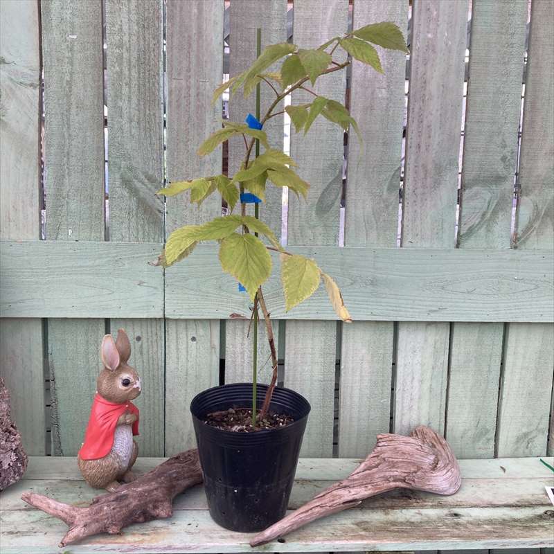 ラズベリー スタンザ 5号|果樹04-PA