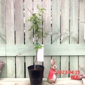 ラズベリー ブラックキャップ 5号｜果樹04-PA