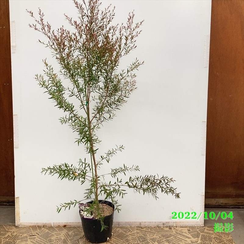 レプトスペルマム スターリーナイト 6号大株 ※お届けに10日程度かかる場合がございます。|花木10-TN