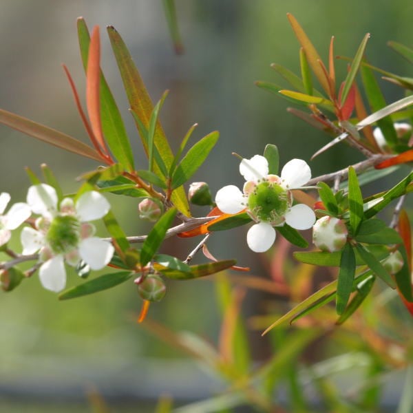 レプトスペルマム レモンティーツリー 5号 ※お届けに10日程度かかる場合がございます。｜花木10-TN