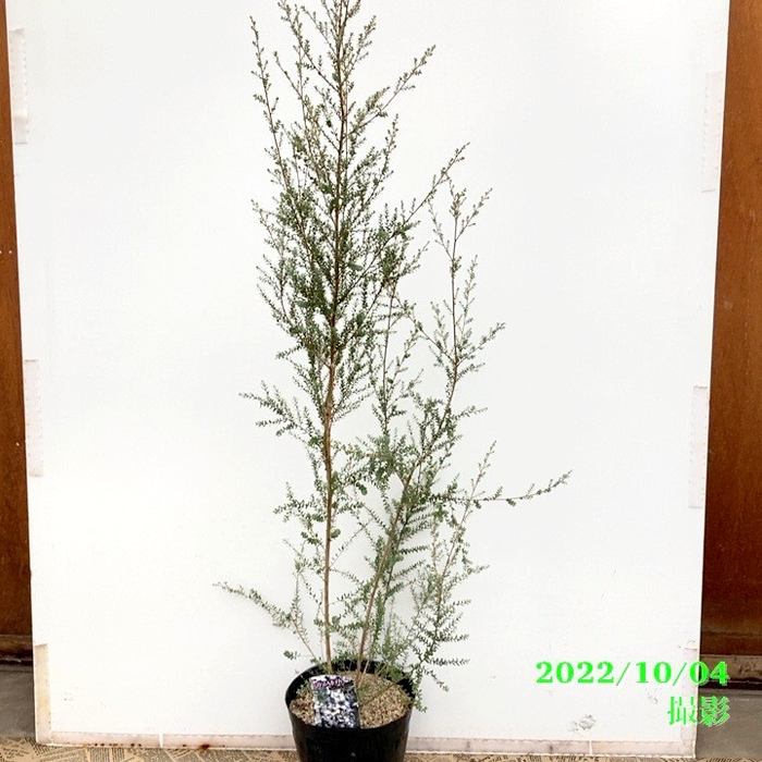 レプトスペルマム シルバーウーリーティーツリー 別名ホワイトティーツリー 6号大株 ※お届けに10日程度かかる場合がございます。｜花木10-TN