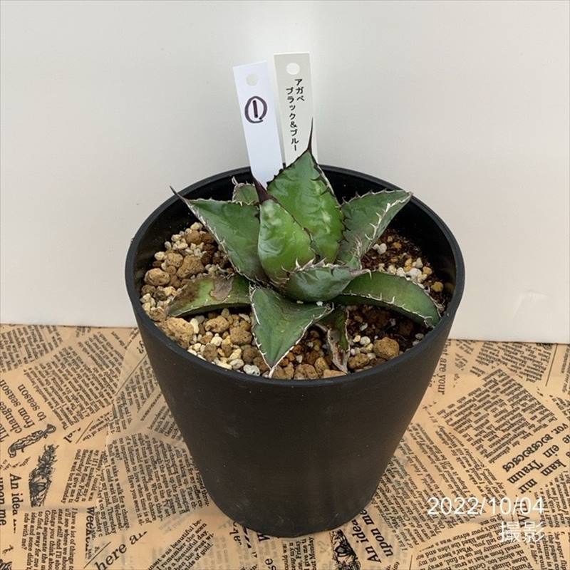 単品購入可 ブリザーブドフラワー アルミニウムプランター 大 中 小3点