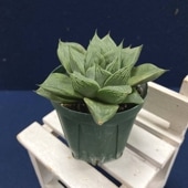 ユーカリグニー 6号｜花木04-PA | 花木・庭木,[記念樹・シンボル