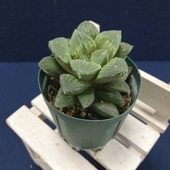アガベ 3.5号 パリー トランカータ parryi truncata｜観葉01-D1 | 観葉
