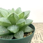 ハオルチア　連絡用 ハオルチア 2.5号 Sp.aff.Dekenanii［3-09］｜観葉02-D2 | 観葉・多肉